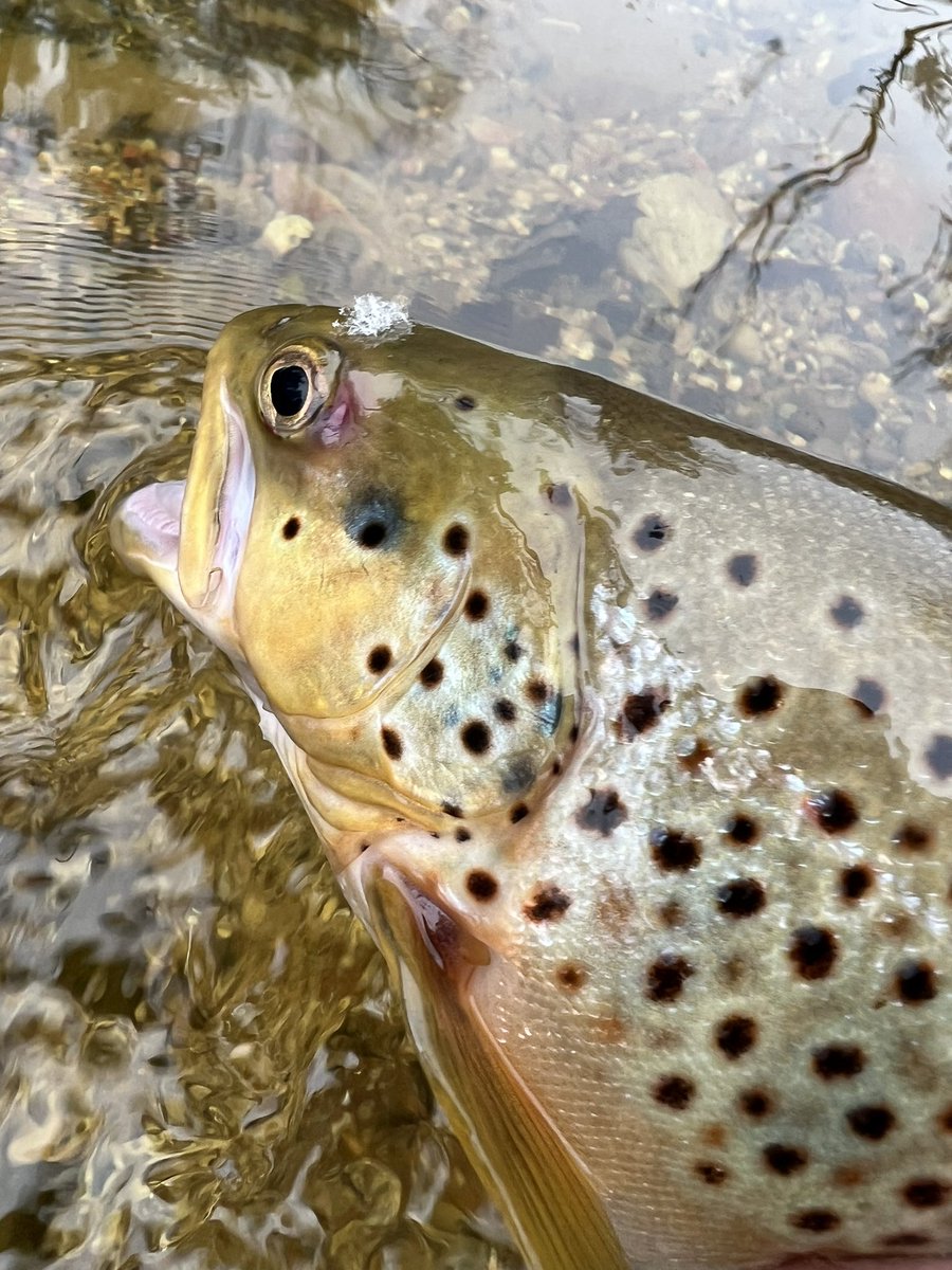 Fly Fishing Michigan tweet media