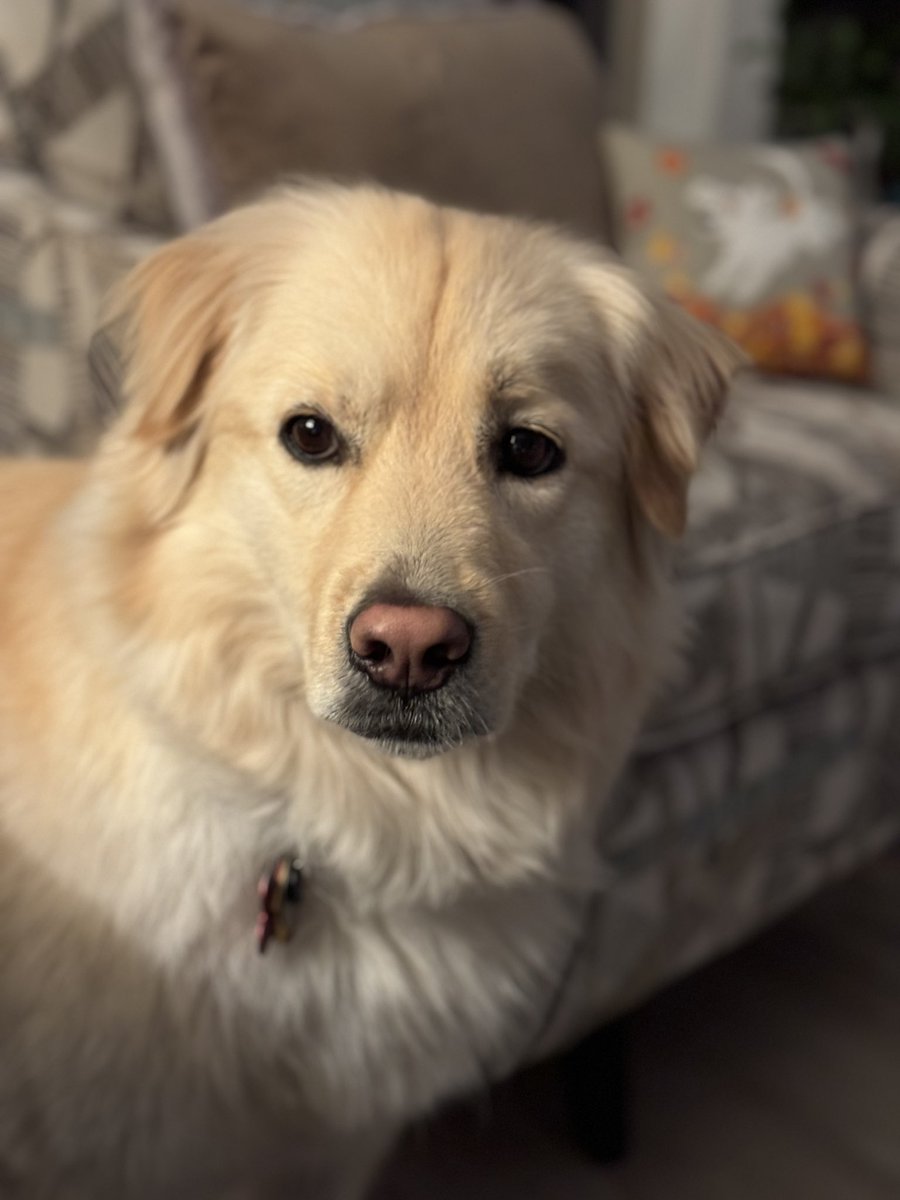 Working on early treato time. It’s not working. 

Mom is out of town so I thought Mr Softee would give in.