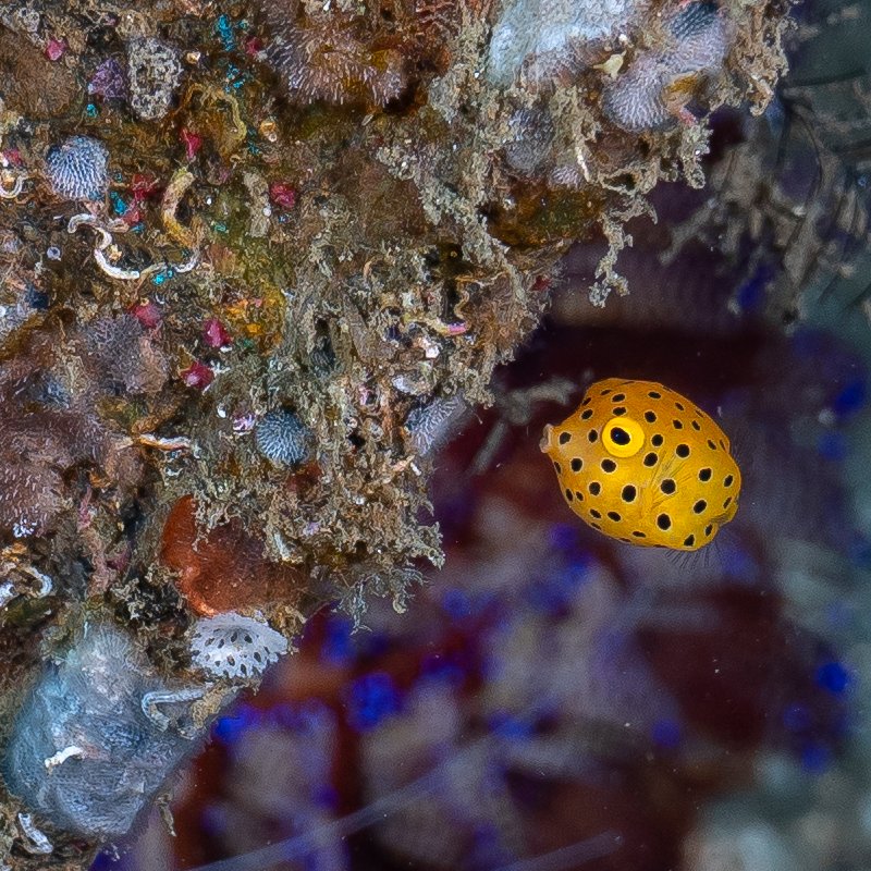 These adorable little fish are Yellow Boxfish also known as Ostracion cubicus! Adorable as juveniles, they go some large changes as they mature. We dare you to look up their adult form! 

Photo credits to J. Thorogood, submitted for the ACRS photo comp in 2022.
