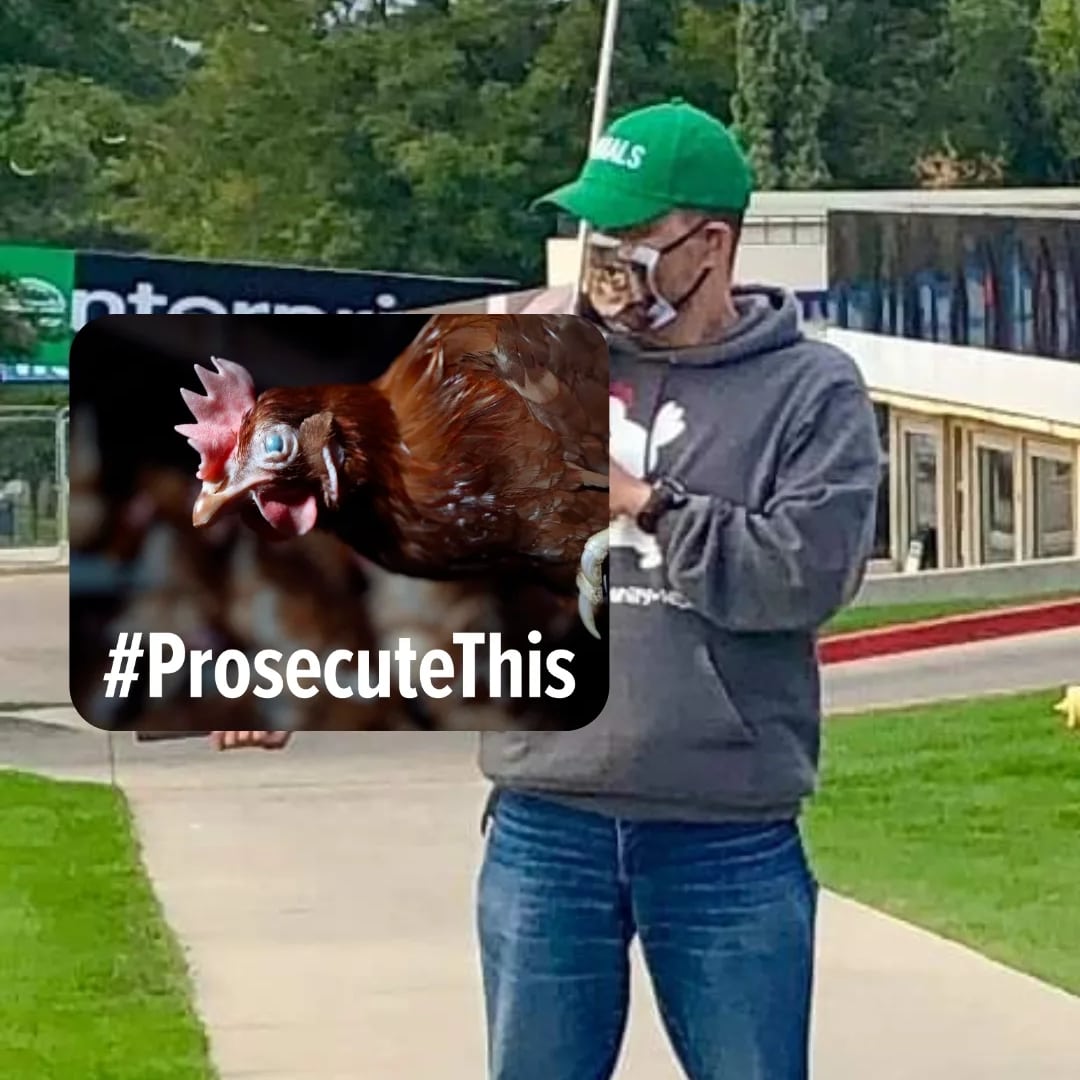 LiefRunsFar's tweet image. On 11/2, you received evidence of criminal animal neglect &amp;amp; abuse at Sunrise Farms &amp;amp; Reichardt Duck Farm. Animals are left with painful injuries, unable to walk, and stuck starving to death. @SonomaCoDA, what steps will you take to investigate this animal cruelty? #ProsecuteThis