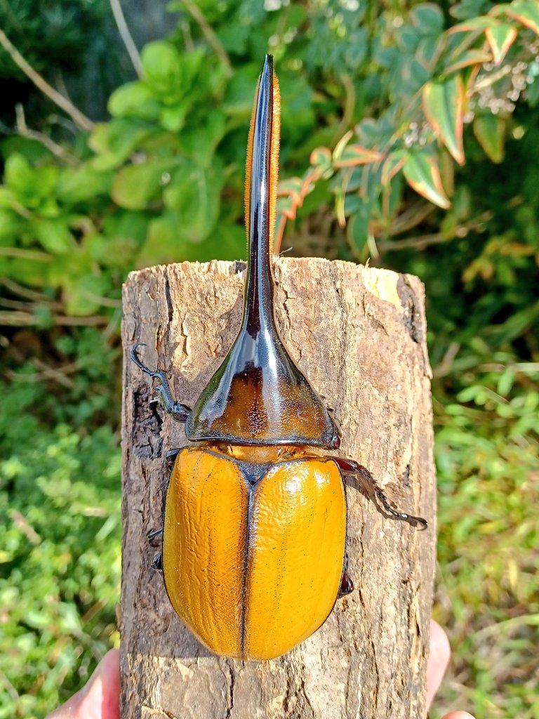 ヘラクレスエクアトリアヌス　美品 ヘラクレス エクアトリアヌス ♂単品 125mm程