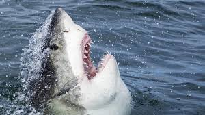 ExperimentShark's tweet photo. Fun Shark Fact Friday: Great white sharks aren't all that great. They are okay at best. I'm not just saying that cause one bullied me in highschool😭😭😭😭
#FunSharkFacts #MostSharksAreFintasticAnywayWhoWantsToBeGreat
#Vtuber #Boop #Shark #SharkMilk https://t.co/KKCSvqwGui