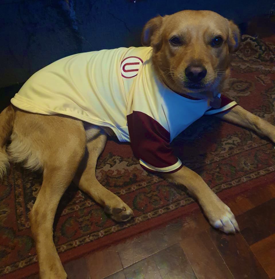 silvanezz's tweet photo. Mi Ramsi como cábala listo para la previa de la final. Perrito crema de pelaje y corazón. #Universitario #ydaleu #UvsAL #ConLaUHastaElFinal #Liga1 https://t.co/4iIqRsBDWQ