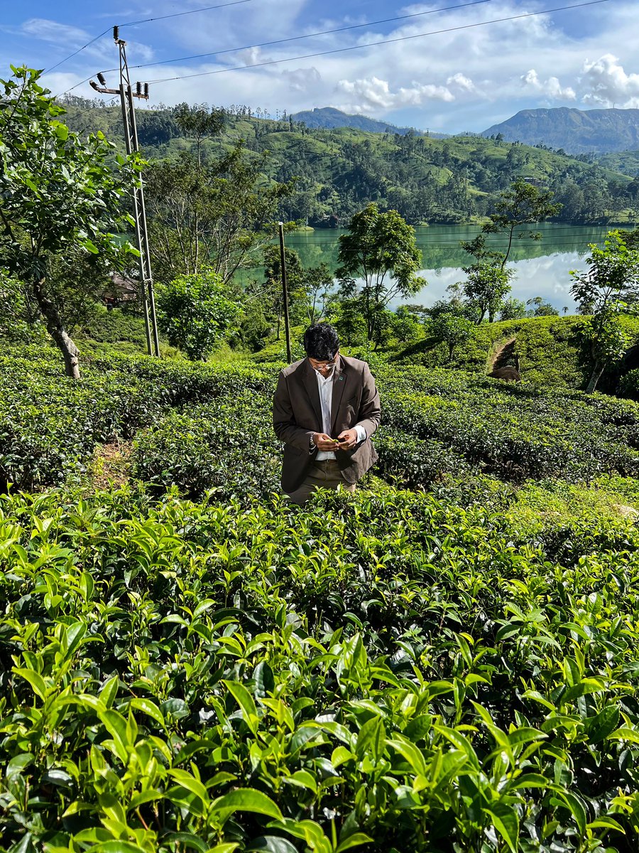 Magnificent morning sunshine followed by afternoon showers is what makes our Ceylon Breakfast Tea so bright, bold and elegant. This was Dunkeld Estate today. A tea grower’s dream, because it is nature that perfects fine tea, and our task to respect that influence of nature.