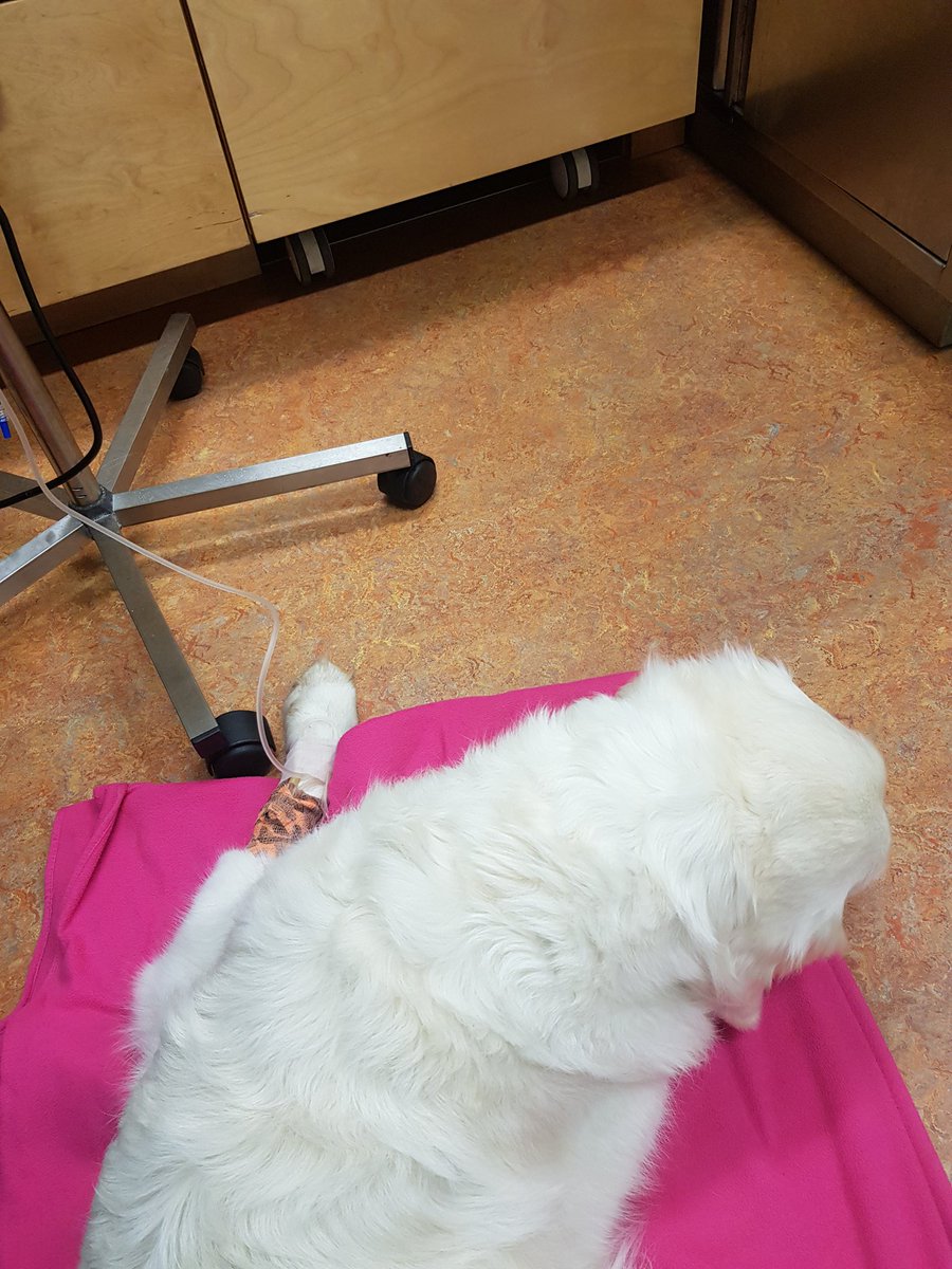 Zijn we weer 😢 #dierenarts