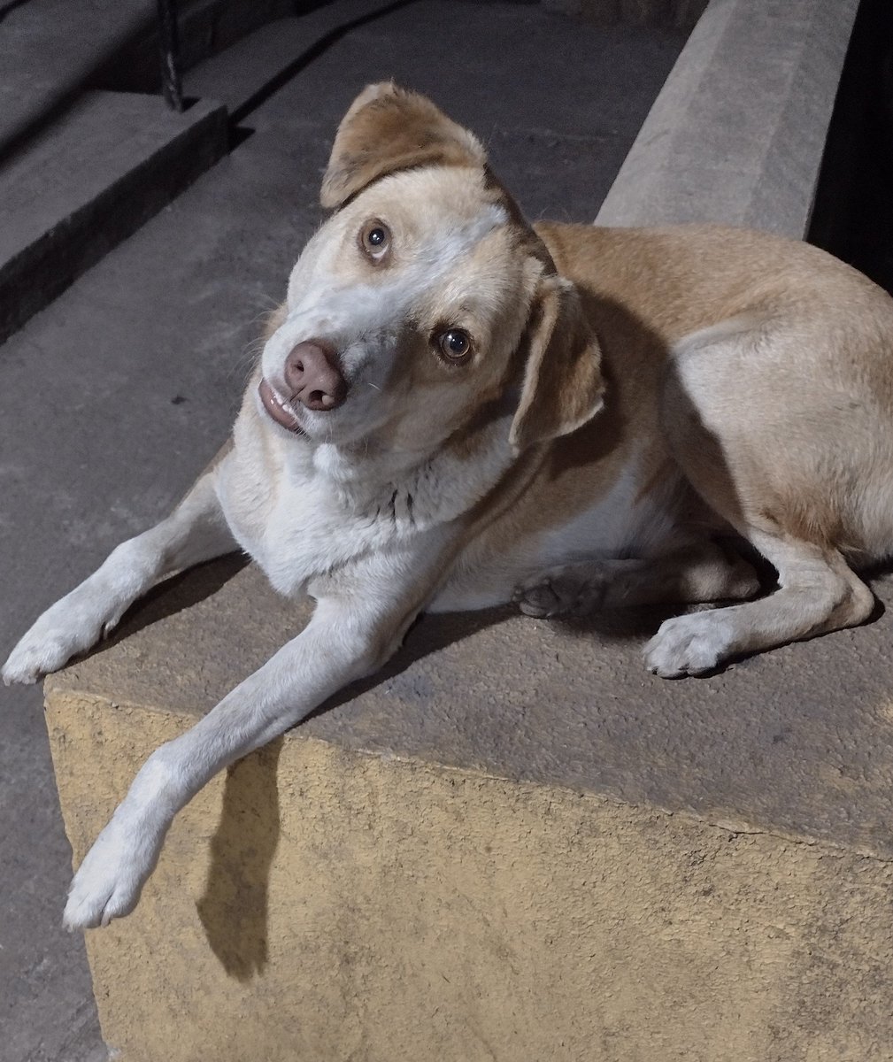 vidya_heble's tweet image. Thank you, Thane CPCA, Shakuntala Majumdar, Indranil Roy, Dr Kshama Shirodkar of Thane Municipal Corporation, for intervention in the &quot;dog menace&quot; of Saket Complex. 
#CommunityDogs #IndiesRock #DogsOfThane #DogsOfSaket