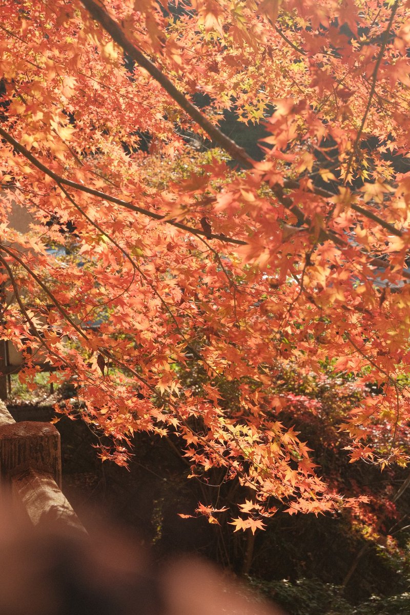 StoneWu92's tweet photo. 🍁🍁 https://t.co/aILfSGXcoV