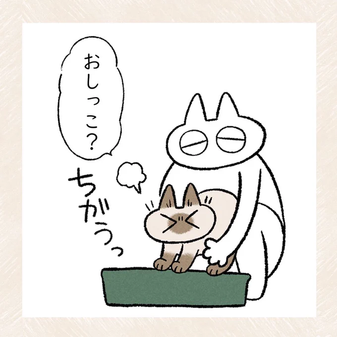 猫と暮らすということ(2/2)  #シャム猫あずきさんは世界の中心