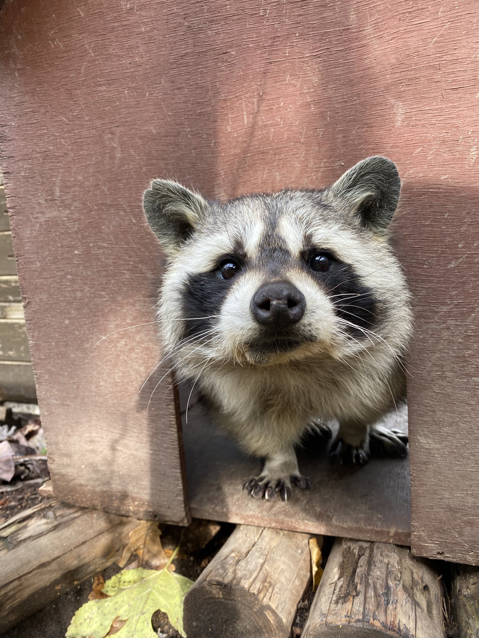 t*7様 新作　旭山動物園-寒風山展望台2種-和歌山電鉄4種コンプ＋ゴタマ記念メ 目指せ30%！「旭山動物園号」との思い出紹介 -Part1- さよなら