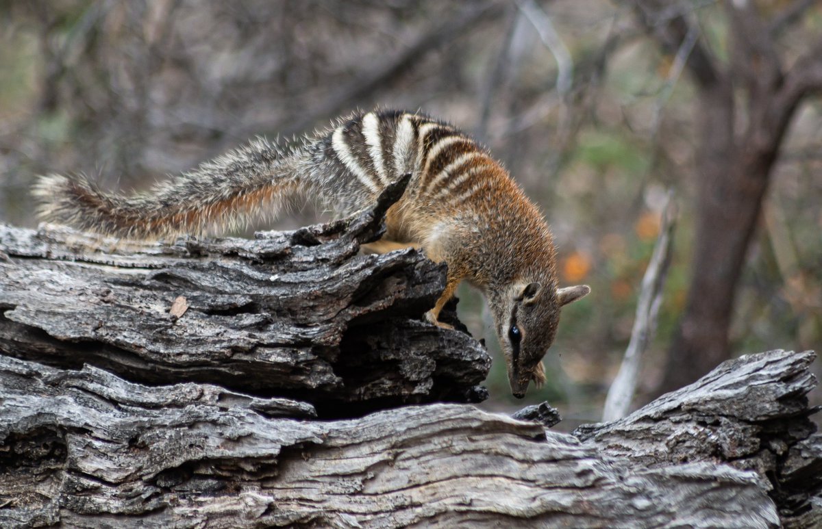 It is #WorldNumbatDay  Sightings  like this are only possible due to ongoing fox and cat control protecting numbats. Today we can reflect on how easily we could lose this beautiful marsupial. #wildoz #mammalwatching