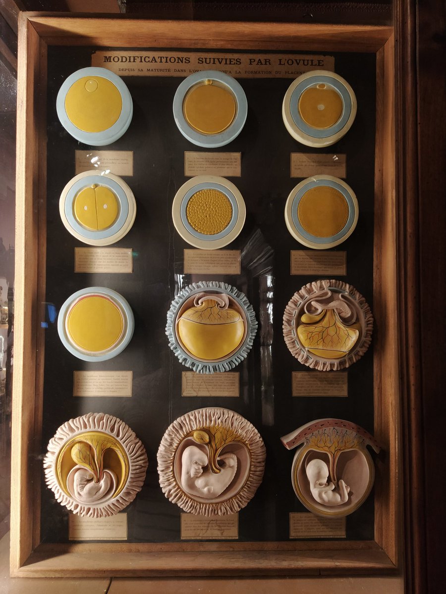 Even on vacation, embryology is following me...
Seen at #MUSA "Museo Universitario delle Scienze e delle Arti" <a href="/unicampania/">UniversitàVanvitelli</a> in Napoli.