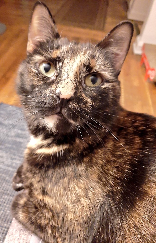 A certain #Caturday cutie, Kylie.😻
#CatsOfTwitter #Tortie #CatsLover #CatsAreFamily #AdoptDontShop #kitty #KittyTwitter #CatsAreWild
