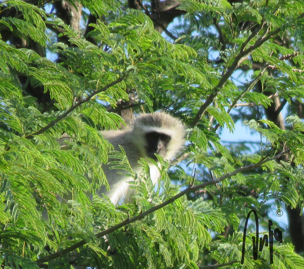 AnjaBSch's tweet image. #Vervet #Monkey seeing what we are up to.
#photography #nature #wildlife #outdoors #goedemorgen #primate #Francistown #Botswana #Africa