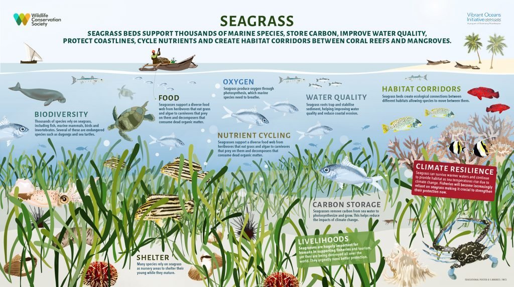 Seagrass meadows are among the most productive and important ecosystems in the world. They are marine flowering plants that support thousands of key species and essential ecosystem functions. More:blog.wcs.org/photo/2021/11/… Via @WCS_Tanzania