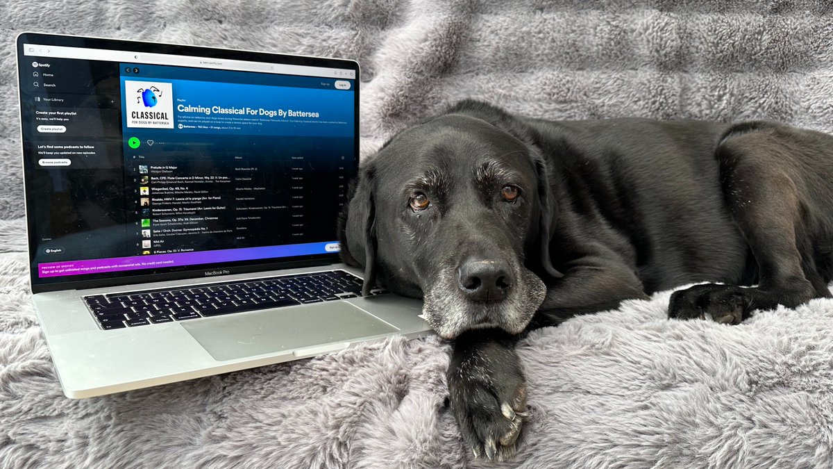 Firework season has arrived 🧨 So our experts have created a free <a href="/Spotify/">Spotify</a> playlist to keep dogs relaxed.

🎶 Over 3 hours of classical music with no repetitive beats or sudden loud noises
🎶 Inspired by music played for dogs in our kennels

Listen now 👉 spoti.fi/47bRLHL