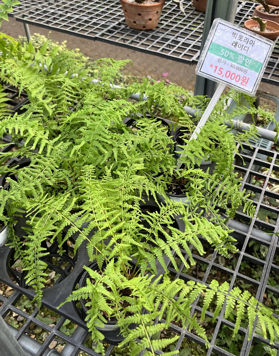 하아 조인폴리아