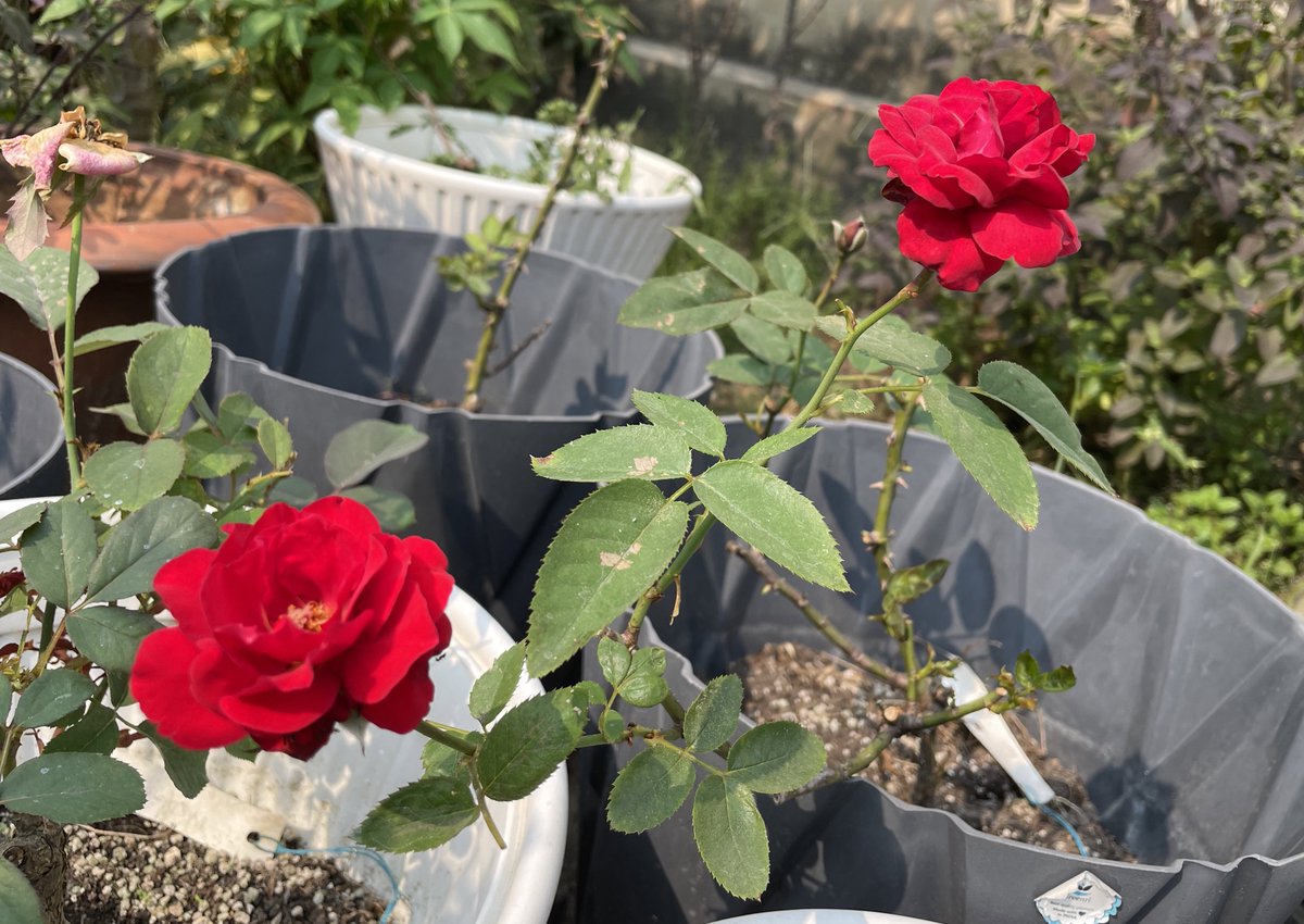 CanisPariah's tweet photo. Her blooms are the deepest, intense crimson red with a light sweet fragrance.

Rosa ‘Crimson Bouquet’
(Launched in 2000, Germany)

#RoseTwitter #RoseX #CrimsonBouquet #Grandiflora (#HybridTea) #GardeningTwitter #GardeningX #Autamn https://t.co/Gm9VW76sW7