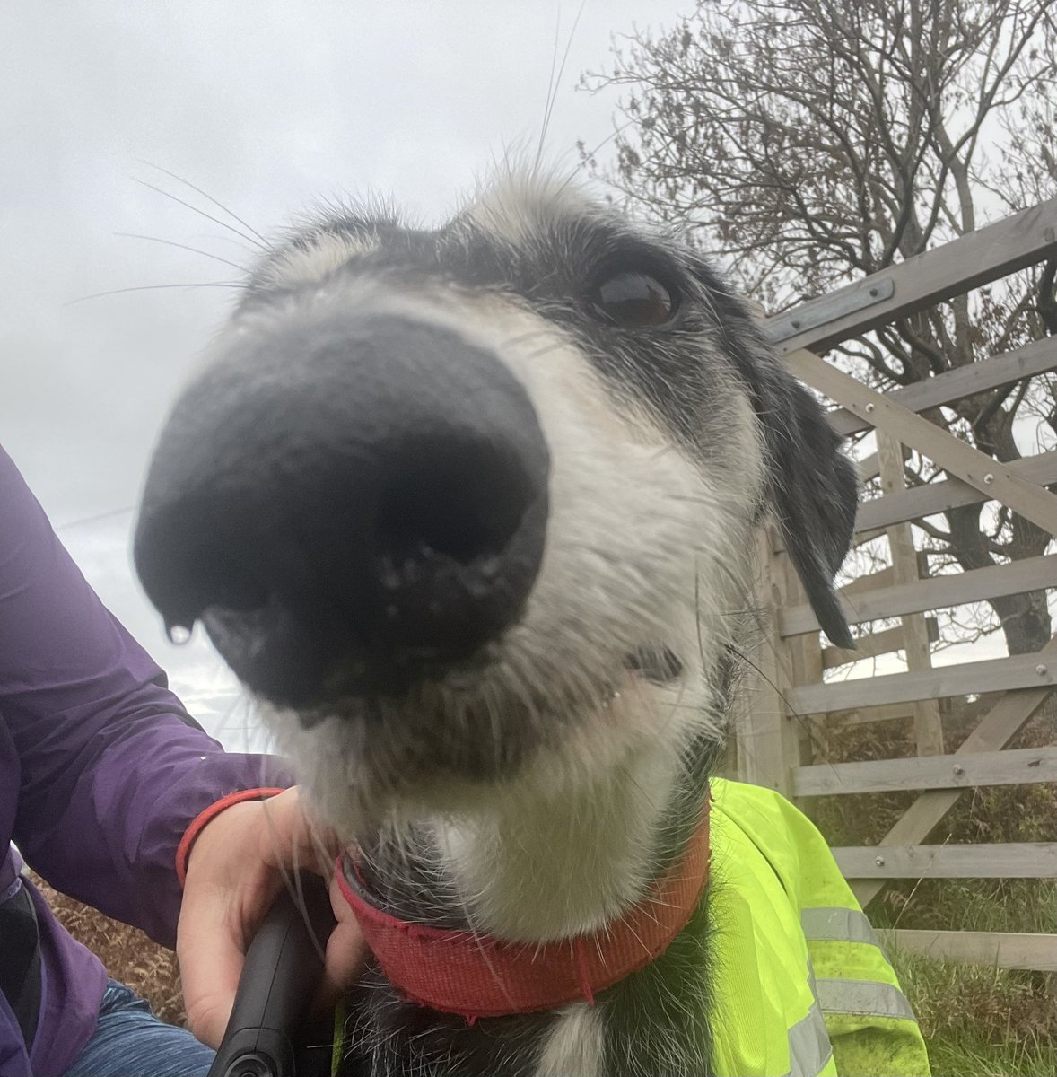 Morning folks! I’m smiling now feeling fully recovered! Thanks for all the boops ! Here’s a drippy nose boop back! #houndsoftwitter #rescuedogs
