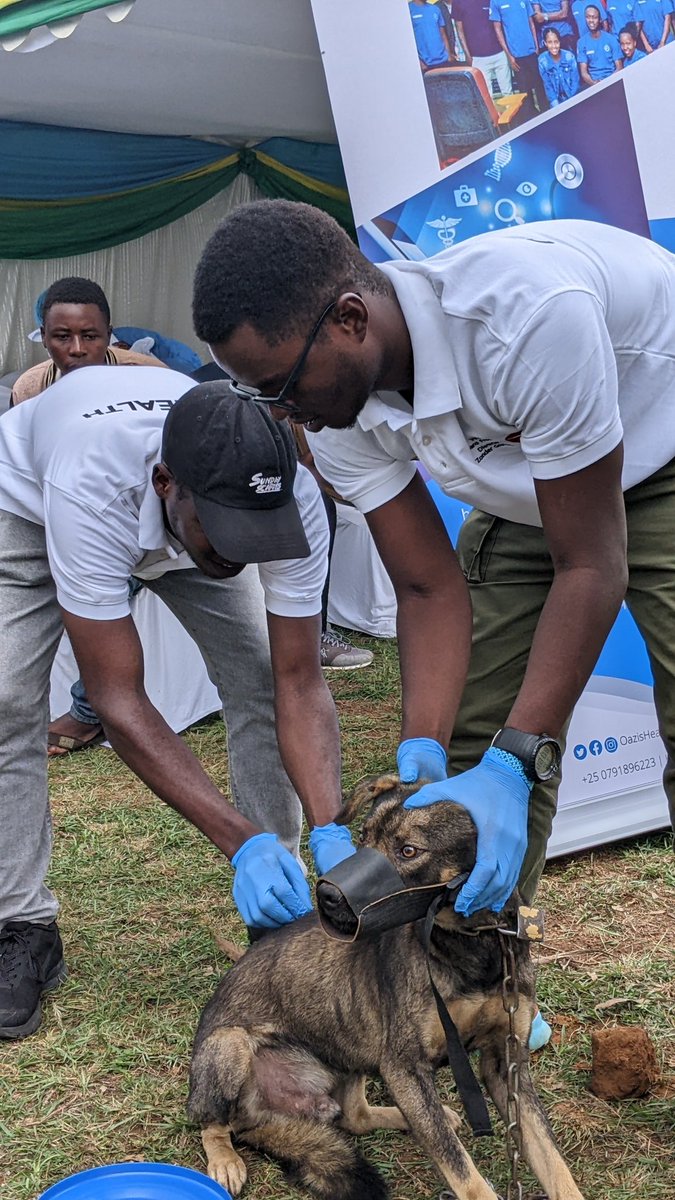 Very Honored to join @FAORwanda @RwandaAgriBoard @RBCRwanda 
 @RwandaVets1 @BugeseraDistr to consider #OneHealthDay2023.

I applaud Vaccination campaign & population control through spay & castration target 3000 dogs & cats.#EndRabiesNow  @Dr_Laurien_ @SangwaSifa @IVSARwandablog