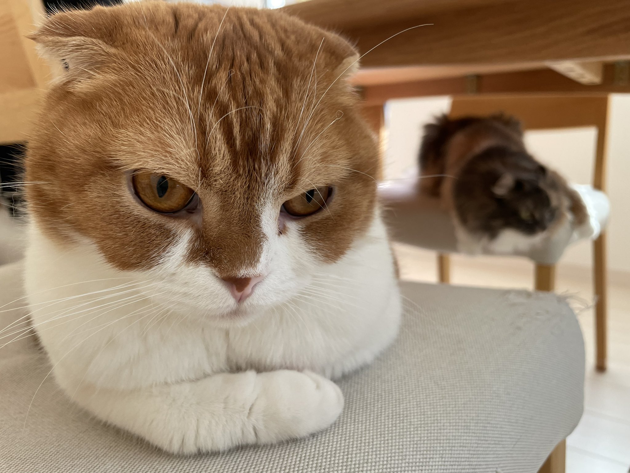 猫ココ 片岡 信和 on X: 