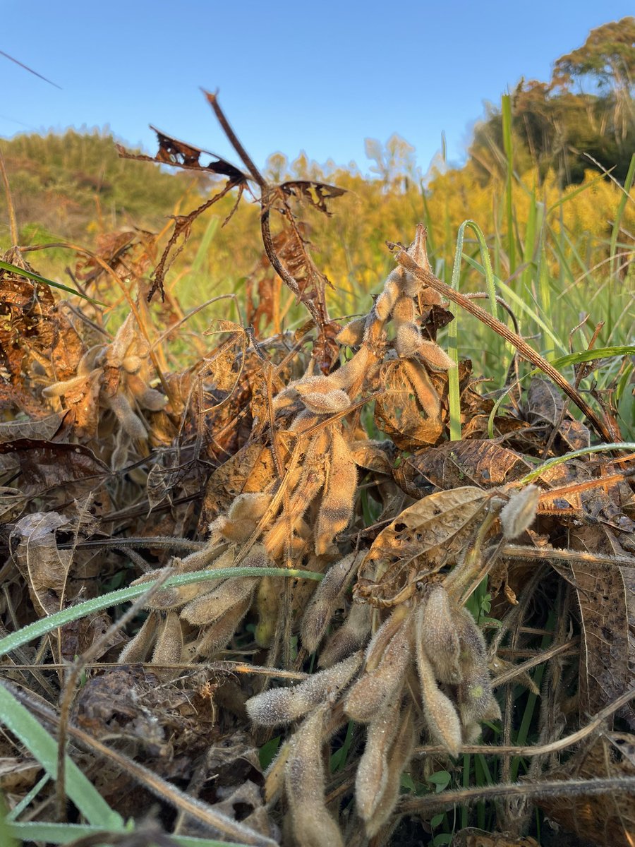 yoyasun's tweet photo. 秋晴れのもと、朝畑へ。里山の朝は、爽やか。最近は週末くらいしかまとまった時間が取れず、思うように手がかけらず。地元・三浦半島の在来種「たのくろまめ」が次第に干熟に向かう。
  身体動かして、心豊かに 自然を感じるひとときは大事。
#里山  #農的暮らし https://t.co/c0FYlN6cMT