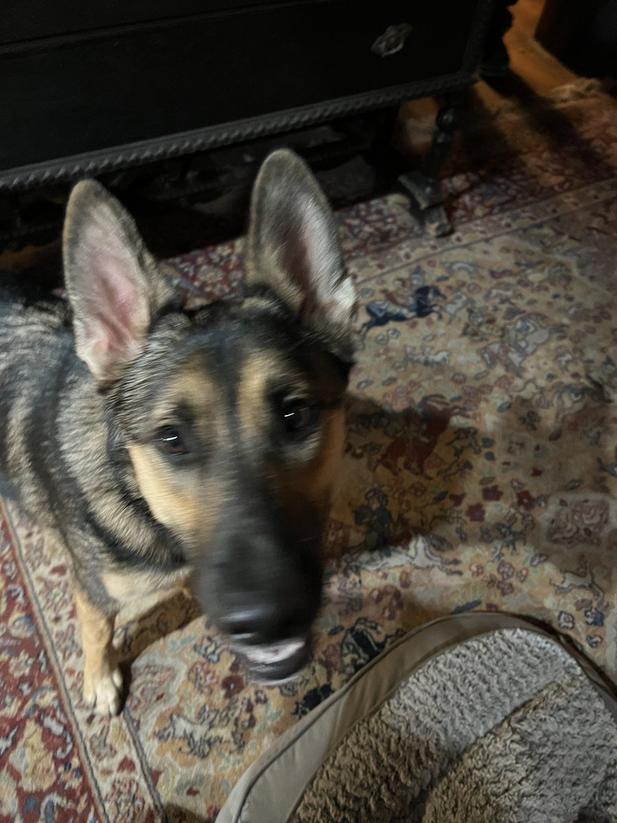 CoopahPaloozah's tweet photo. ๐ง โข๏ธ went smooth today. My Buddy Chrisโ dogs comforted me on my arrival at his house after treatment . #dogsbestfriend @ThanksCancer https://t.co/91MQVKzzCI