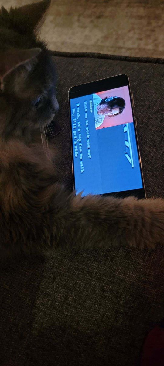 spritesofeevee's tweet image. I can now say proudly that my cat is a @markiplier fan