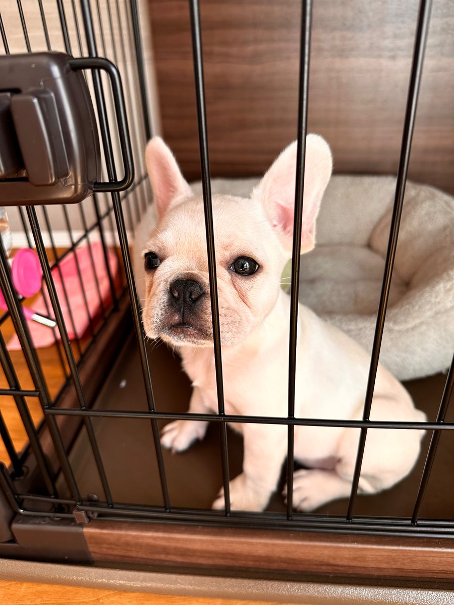 hidehideihide's tweet image. 埼玉のブリーダーさんから買った

顔がくさい

#フレンチブルドッグ 
#8月22日生まれ
#女の子