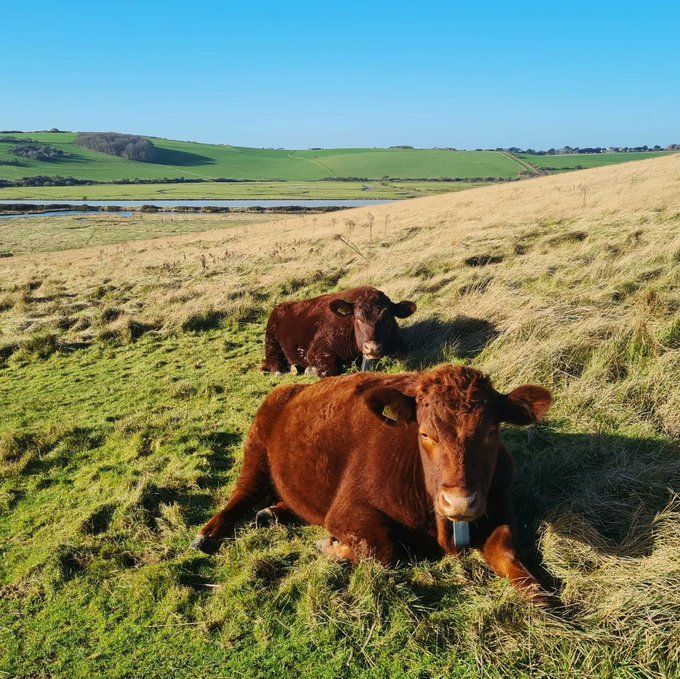 Even grazers need to stop for a rest every now and then.

If visiting Seven Sisters with your dogs, we politely ask you to keep dogs on the lead throughout the Country Park to avoid disturbing farmlife and wildlife.

Thank you. 

#TakeTheLead