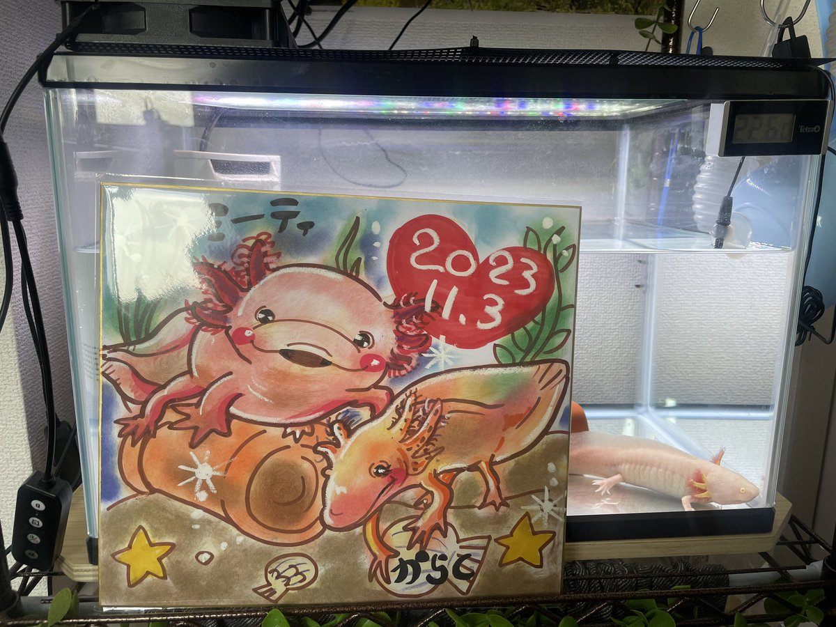 ginrou_snk's tweet photo. 昨日出店しましたダイハツマルシェin松戸南にて
似顔絵師のはぎぷーさんにうちの愛(まな)ウーパールーパーを描いていただきました🥺💕
カラシがちゃんと女の子まつ毛ついてて可愛い〜❣️

愛嬌の���る素敵な方でした✨️🍀
またお会いした時もお願いしたいです🥺 https://t.co/zyzcsu5G5M