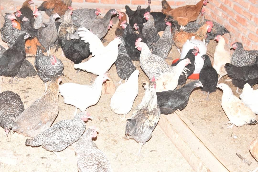IntumwaNews's tweet image. Dans la soirée de ce 3 Nov, SE @GeneralNeva  a visité une ferme semencière Agro-pastorale nommée "Bon Berger" située au quartier "Kwibuye" ds la ville de #Muyinga
La ferme compte plus de 8 milles poules de différentes races ainsi que les singes, les vaches et les moutons #Burundi