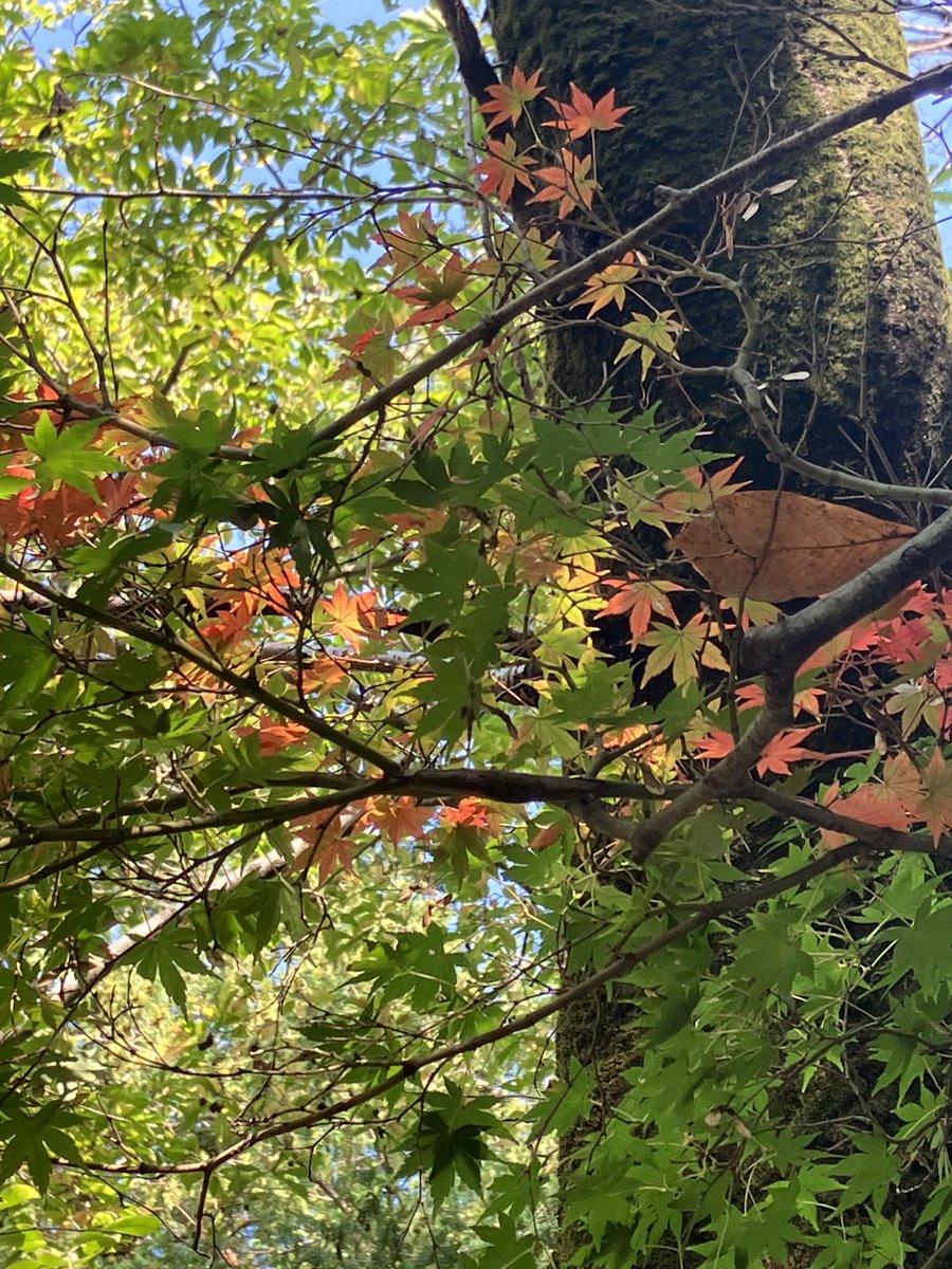 henyo_u's tweet photo. 東京、練馬区。石神井公園にて。
周りを見ても、ここだけ紅い。
#紅葉　#石神井公園　#小さい秋 https://t.co/RtQVxAGB5i