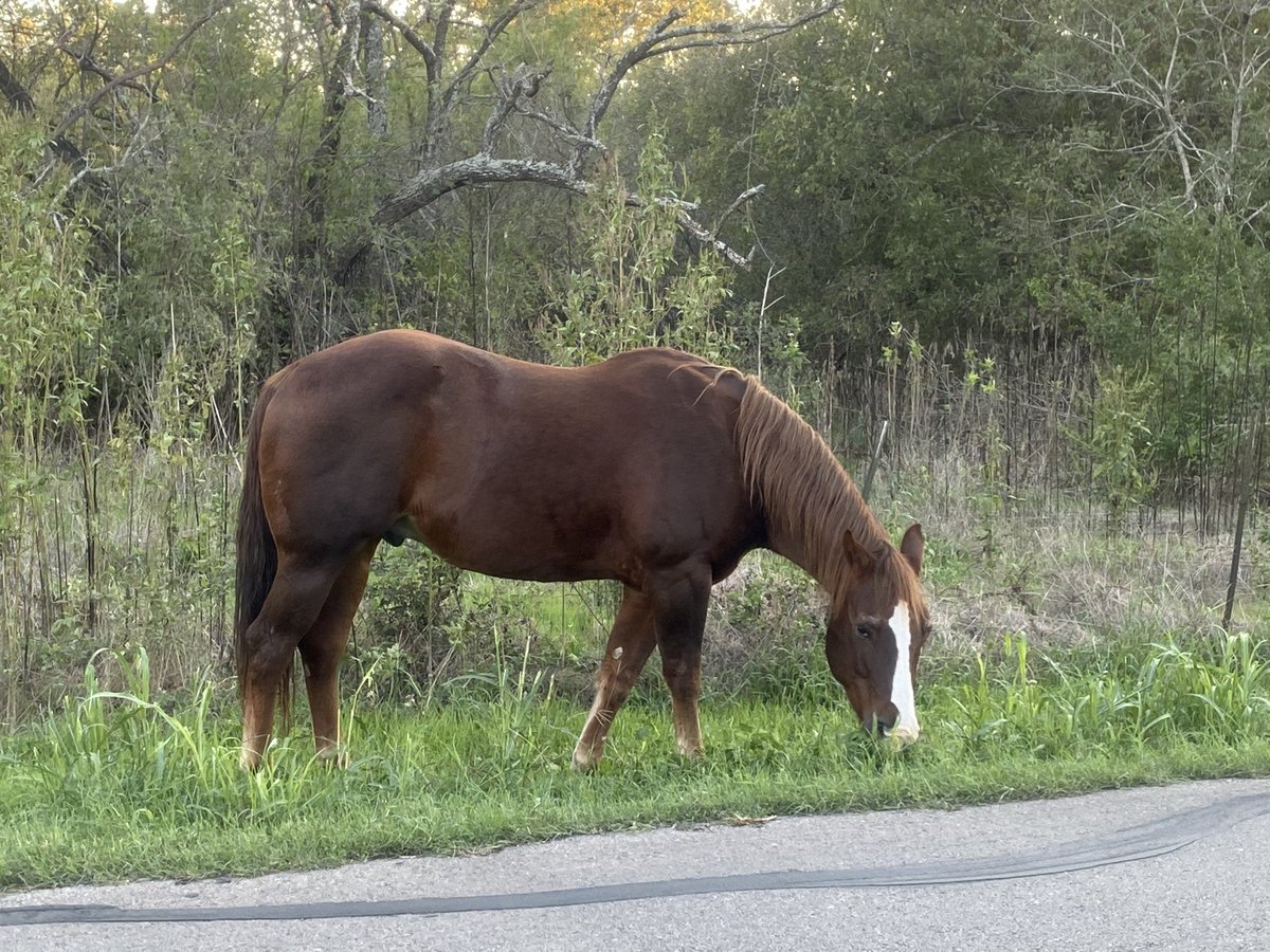 naturenut7's tweet photo. #goldenhour this evening…The horse even stopped to admire it. #godshandywork #nature #naturelover https://t.co/ThCW2bDHqn