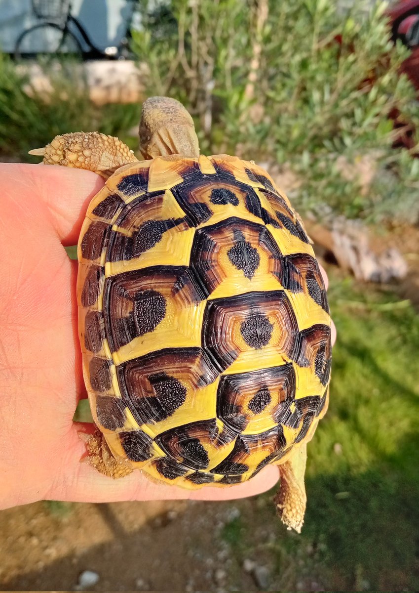 りくがめ 陸ガメ - exotic-supply（エキゾチックサプライ）