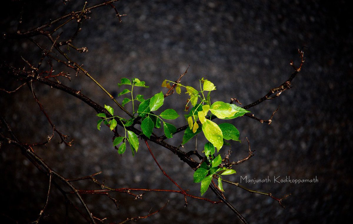 ManjuLovesLife's tweet photo. ಎಲೆಗಳ ಮೇಲೆ 
ಮಳೆ ಹನಿಗಳ ಜಾರುಬಂಡಿ .. 
.
.
.

.
#picoftheday
#leafandrain 
#raindropsonleaf🌿 
#raindropsonleaves💦😌🍃 
#rainonleafe 
#mkphotography
#Kodikoppamath
#manjunathkodikoppamath
#manjunathloveslife
#loveslifephotography
#loveslife
#rainphotography_id https://t.co/YXxzfaSBtu