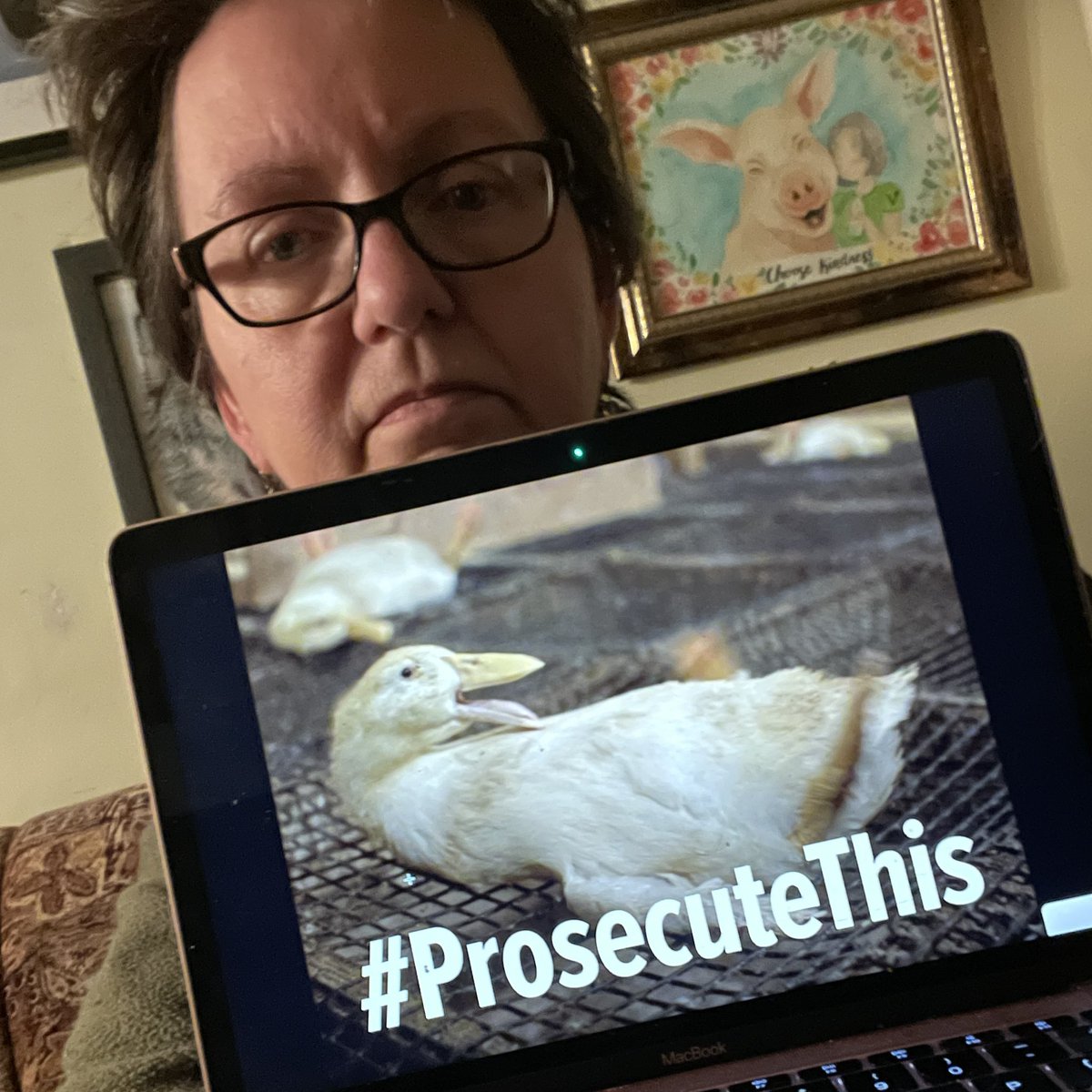 VegJen's tweet image. With @waynehhsiung unfairly in jail, @SonomaCoDA #ProsecuteThis - criminal animal cruelty happening in your county. 

#sonomarescuetrial @DxEverywhere 

FYI this is exactly the scene that our activists found in a “respected family farm” in Canada - King Cole Ducks.