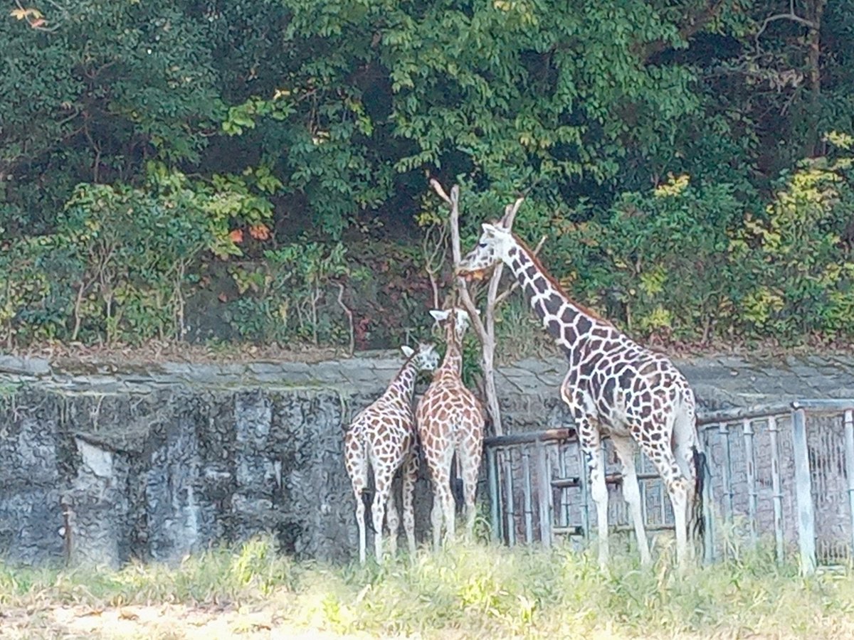 kai10111914's tweet photo. #名古屋
#アンパンマンミュージアム
#東山動植物園 https://t.co/KkQIicuNCb
