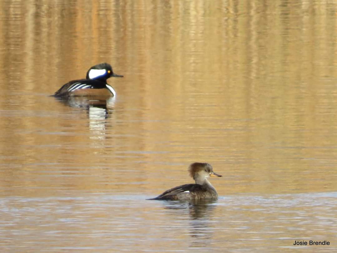 BrendleJosie's tweet photo. I got to go birding today. Chasing a rarity that I did not find unfortunately. #BirdsOfTwitter #nature #Manitoba #Cpaws https://t.co/A5WrOnBnPk