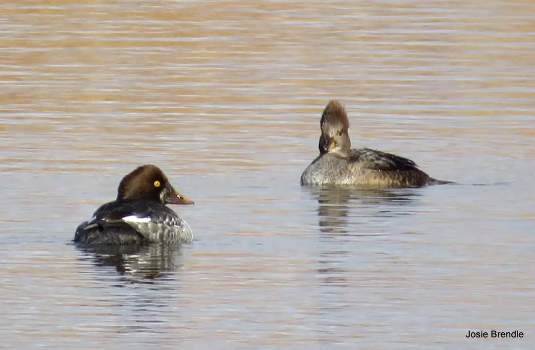BrendleJosie's tweet photo. I got to go birding today. Chasing a rarity that I did not find unfortunately. #BirdsOfTwitter #nature #Manitoba #Cpaws https://t.co/A5WrOnBnPk