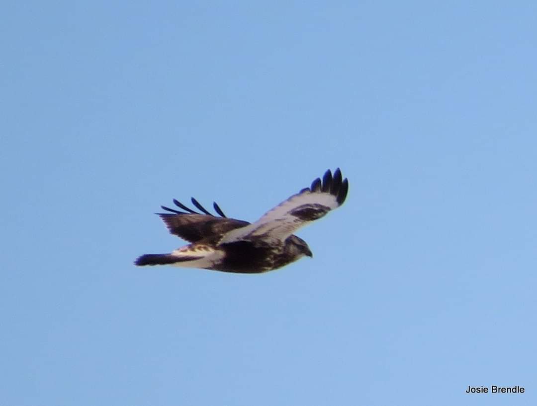 BrendleJosie's tweet photo. I got to go birding today. Chasing a rarity that I did not find unfortunately. #BirdsOfTwitter #nature #Manitoba #Cpaws https://t.co/A5WrOnBnPk