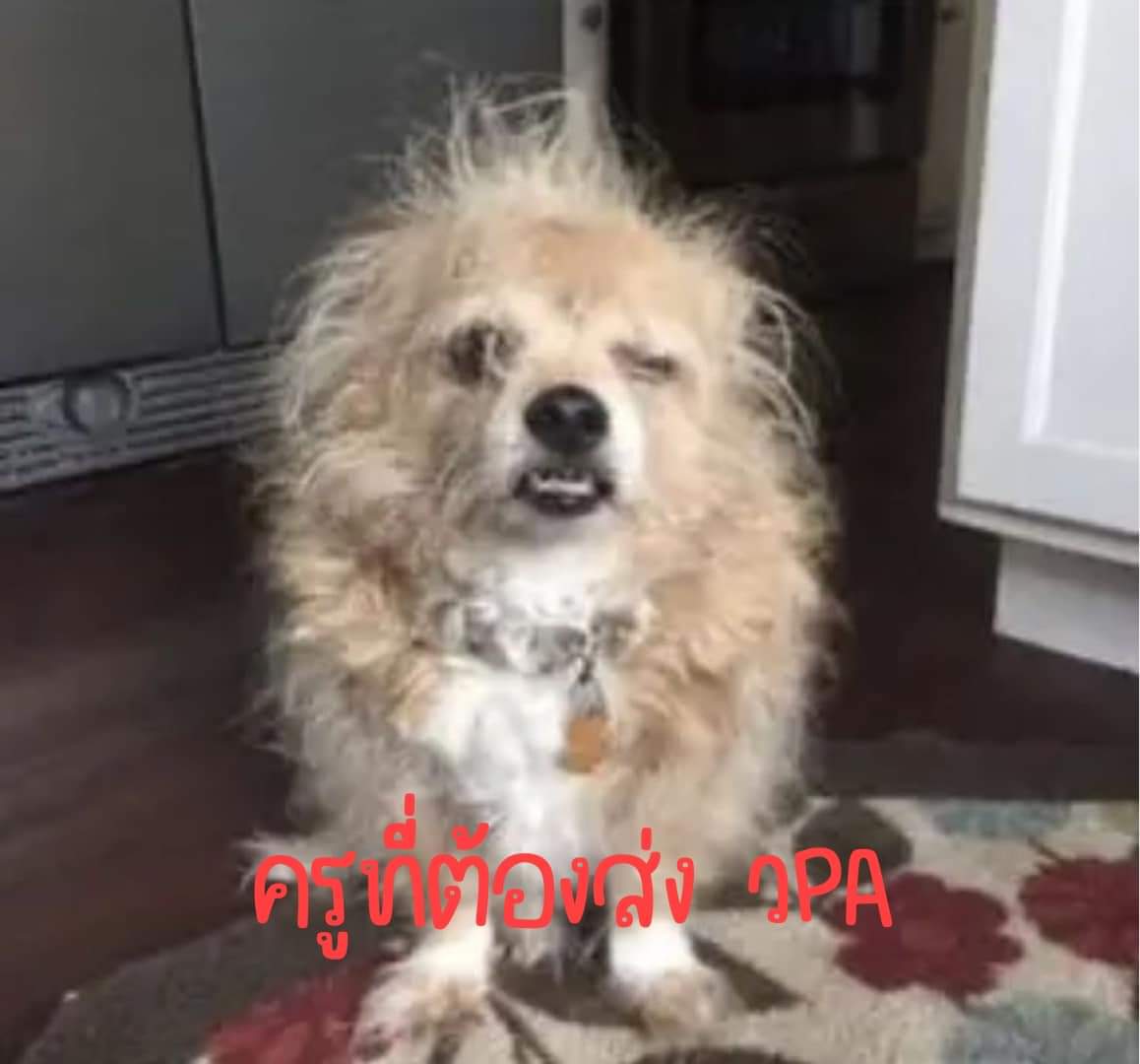 bearloverhug's tweet photo. @littlebearrtf สภาพ 555555 https://t.co/FA5g43tI9b