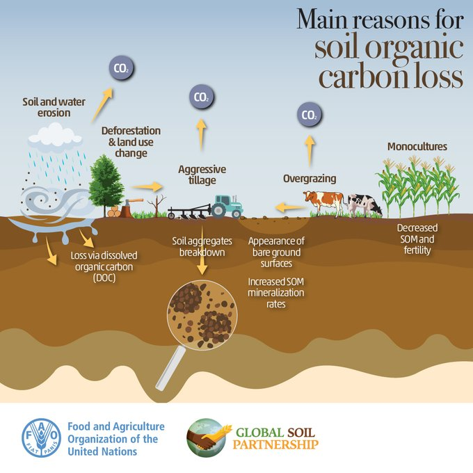 The loss of soil organic carbon results in: 🌱 less fertile soil and crops 🚫 food shortages 💸 increased food prices 🐾 less biodiversity 🌍 increased greenhouse gas (GHG) emissions 💧 decreased water retention and filtration #SoilHealth Via @FAOLandWater