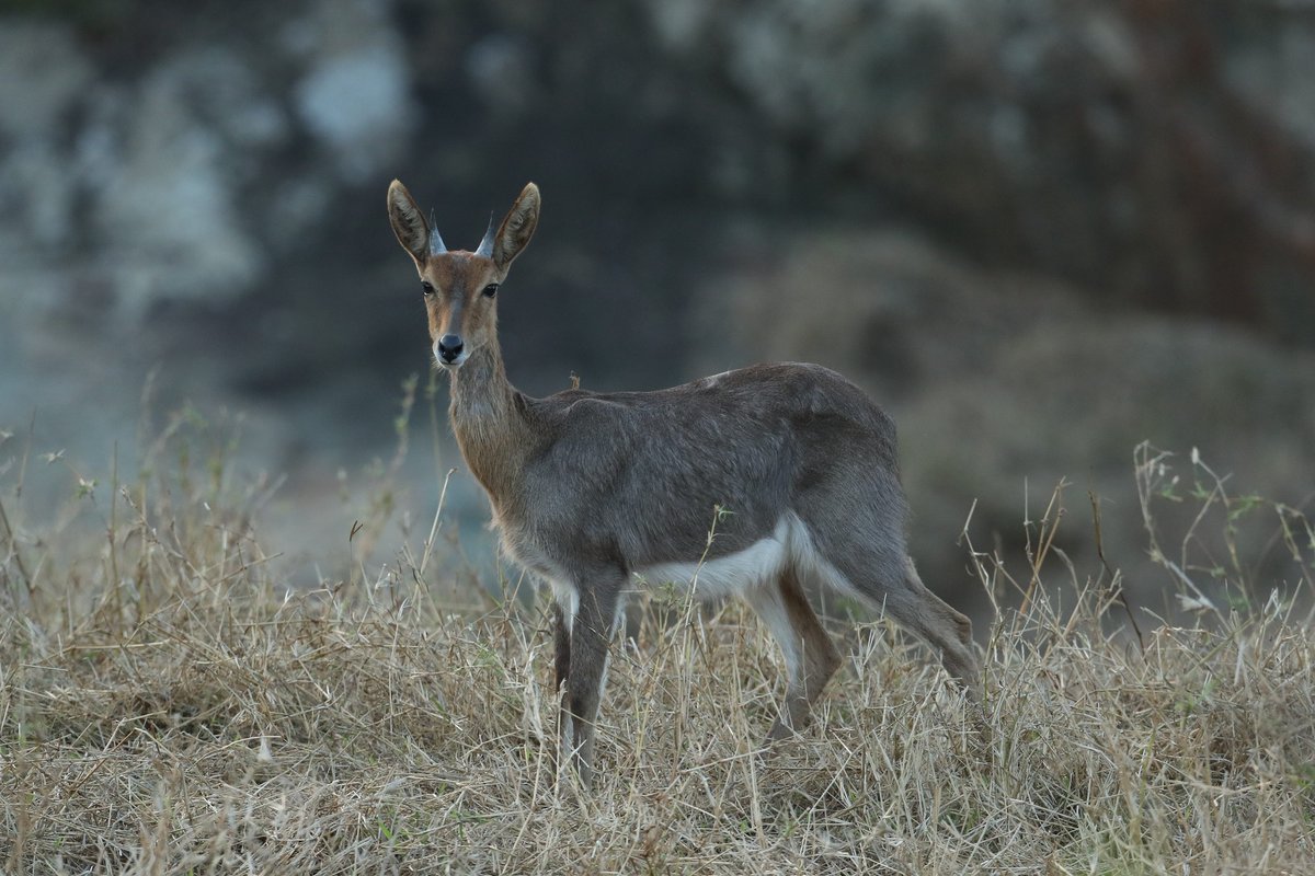 AfricanSafariC2's tweet photo. 📍LEOPARD MOUNTAIN : One of the rarer antelope to be seen on the reserve – the mountain reedbuck. Even more rare is hearing their very unusual call which sounds like the whistle of a distant steam engine…
#dontbelieveme #checkitoutforyourself #furthertogether #leopardmountain https://t.co/POkkXwxJLX
