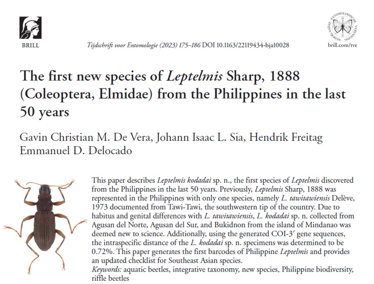 emmandelocado's tweet photo. NEW SPECIES ALERT!
Our paper on the first new Philippine Leptelmis species from the last 50 years is now out!

https://t.co/cGCSiSoelS

@ateneodemanilau @AteneoSOSE @biology_admu @ColeopSoc @Beetlephylo @biodiv_next @podcasttaxonomy https://t.co/QkW4JIzaTl