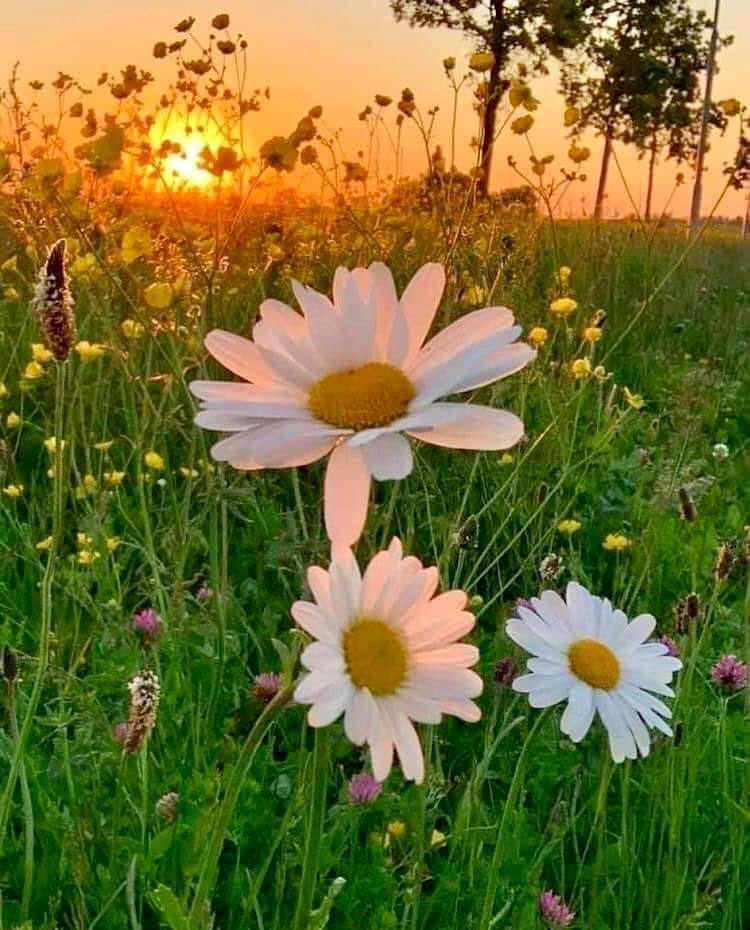 Dünyanın neresinde olduğunuz önemli değil.
Duygularınız neredeyse ordasınızdır...

Günaydın hayat..
Musmutlu hafta sonu olsun
☕☕🌺🐞