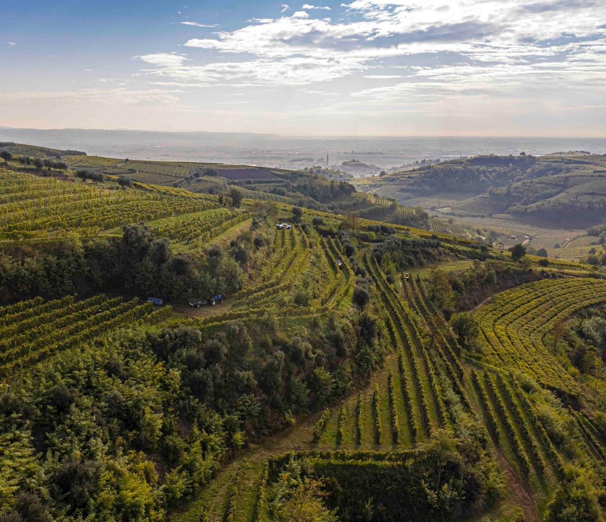 Pieropan Single Vineyard Soaves Calvarino &amp; La Rocca ➺ Shop l8r.it/4MJq
​•⁠
Pieropan's single vineyard Soaves, Calvarino, the fresher style, and La Rocca, the fuller.
 
...for the 1st Time ~ C5 "Vini dell'Anima" collection a blend of 5 Calvarino vintages 2008-2012