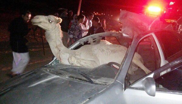 d_mz52's tweet photo. مصابيح شارع الباطنه السريع 
إن لم يكن من ضمن شروط المناقصة إنارة الطريق لماذا تم بناء وتركيب اعمدة الاناره بالشارع 
وماهي تكلفة إضائتها مقابل ��ياة الابرياء اللتي تفقد بسبب عدم رؤية  الجمال بوقت الليل ؟
وهل هناك كلفه عاليه بالطاقة الشمسية في انارتها  اوشبك حديد لمنع دخول الجمال ؟ https://t.co/rS0K22tpn3