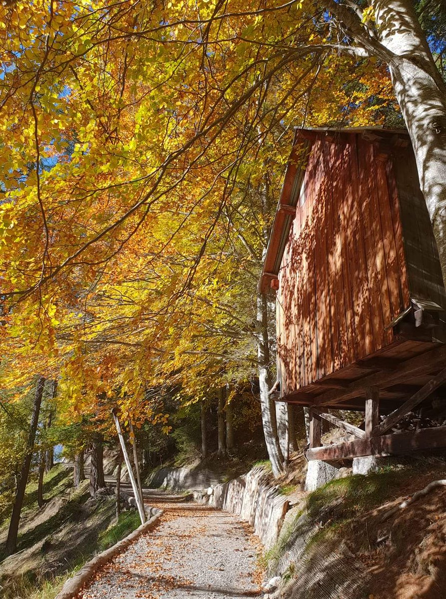 La strada della Vena, il percorso storico che dalle Miniere del Fursil sale verso Andraz,  in autunno si riempie di colori🍁🍂. Qui passa anche l'alta via dell'Orso.
#collesantalucia
#dolomiti #dolomites #autunno #autumn #colors #colors #trekking