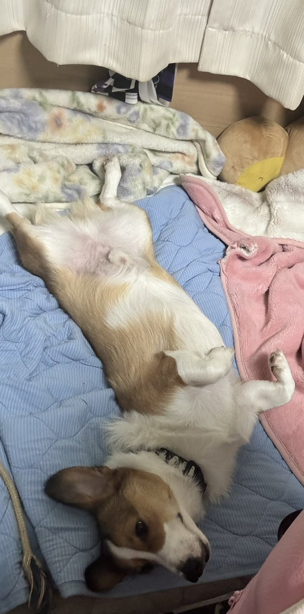 ヘソ天で寝てる（笑）人間みたいにため息も時々する（笑）

#コーギー #Corgi  #コーギーのいる暮らし #子犬 #お友達募集中 #LGBTQ