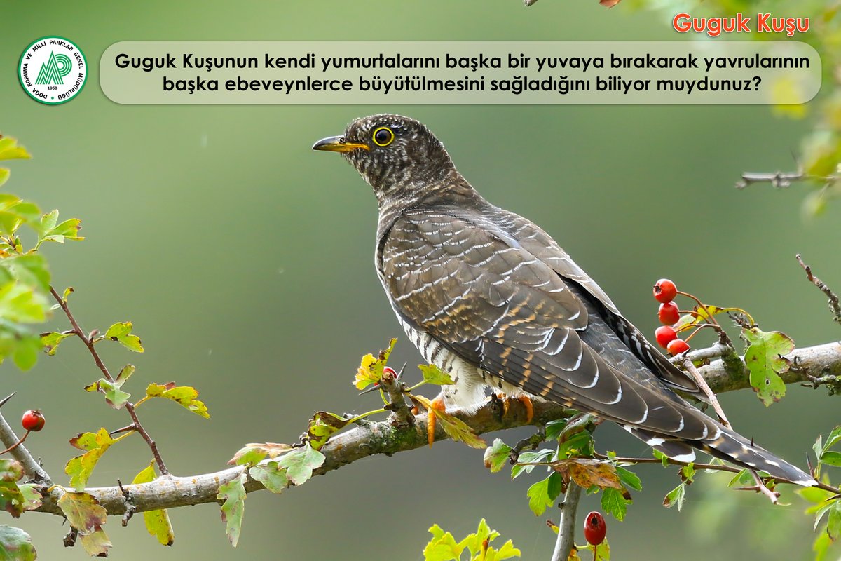 Guguk kuşu / Cuculus canorus

📷: Mustafa AKÇA